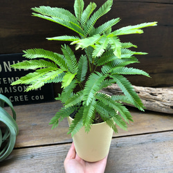 エバーフレッシュ♡空気清浄の木♡夜眠る♡観葉植物♡ガーデニング 5枚目の画像