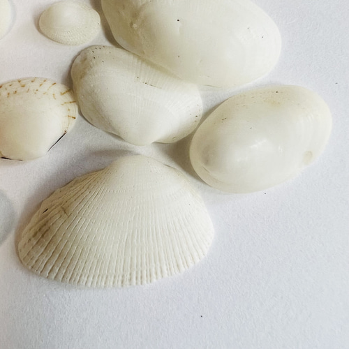 白い貝殻とブラウン×ブルー貝殻1個 セット その他素材 ドイリー さん