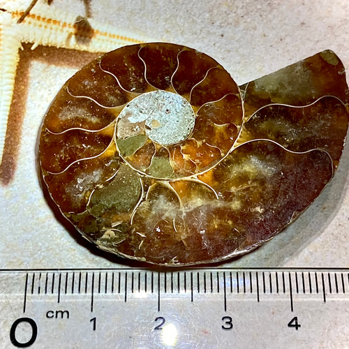 希少 アンモナイト 化石 【公式通販】