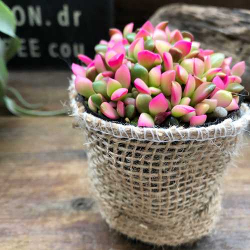 桜吹雪(^^)多肉植物　正規品♡桜吹雪入荷しました！！ 多肉植物 桜吹雪【多肉植物 2.5号】｜ 【植物のITANSE】全品送料