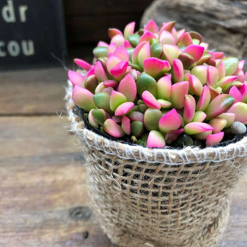 桜吹雪(^^)多肉植物　正規品♡桜吹雪入荷しました！！ 桜吹雪(^^)多肉植物 正規品♡桜吹雪入荷しました！！