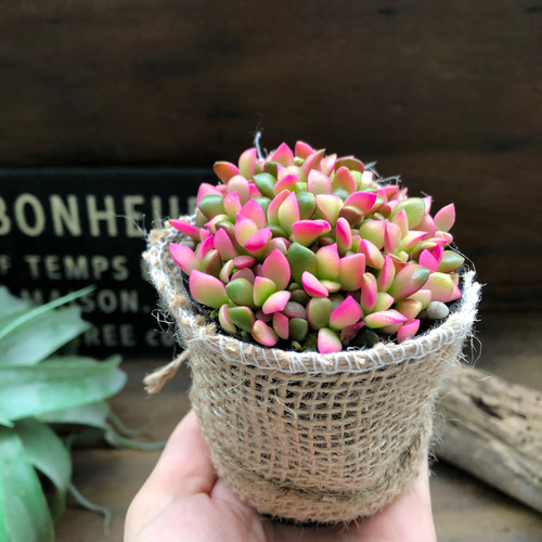 花芽付き ツンツン 赤いホッペの～⭐️ルビーティント⭐️多肉 寄せ植え つぶつぶ 花芽付き ツンツン 赤いホッペの～⭐️ルビーティント⭐️多肉