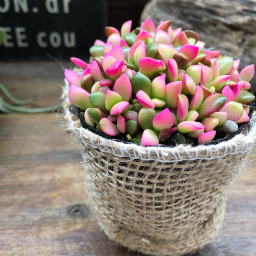 赤ちゃん桜吹雪♡多肉植物♡紅葉♡可愛い アートフラワー パリジェンヌ