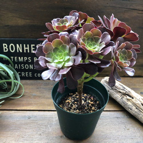 大苗♡ベロア♡黒法師♡多肉植物♡アエオニウム♡ アートフラワー パリ