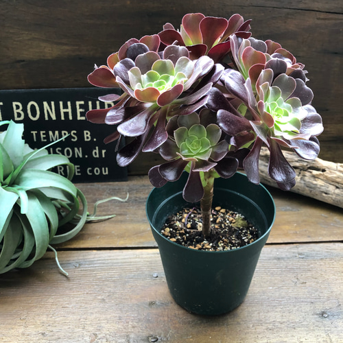 大苗♡ベロア♡黒法師♡多肉植物♡アエオニウム♡ アートフラワー パリ