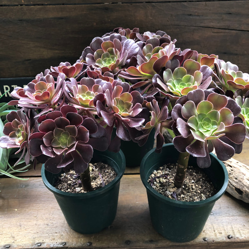 大苗♡ベロア♡黒法師♡多肉植物♡アエオニウム♡ アートフラワー パリ