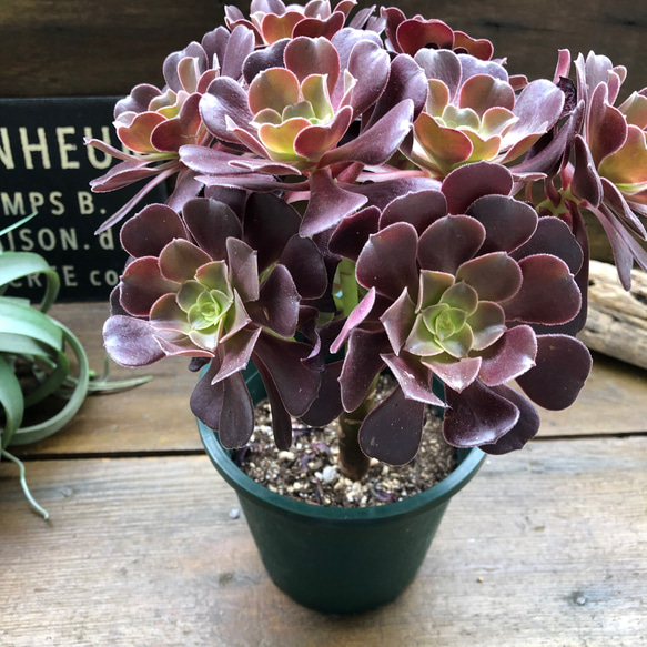 大苗♡ベロア♡黒法師♡多肉植物♡アエオニウム♡ アートフラワー パリ