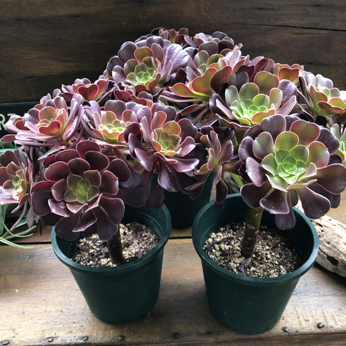 大苗♡ベロア♡黒法師♡多肉植物♡アエオニウム♡ アートフラワー パリ