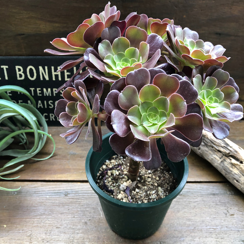 大苗♡ベロア♡黒法師♡多肉植物♡アエオニウム♡ アートフラワー パリ