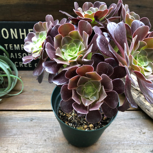 大苗♡ベロア♡黒法師♡多肉植物♡アエオニウム♡ アートフラワー パリ