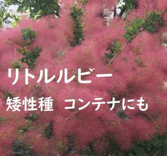 スモークツリー　リトルルビー　矮性種の多花赤花 　耐寒性落葉樹　ポット発送 1枚目の画像