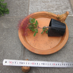スモークツリー　リトルルビー　矮性種の多花赤花 　耐寒性落葉樹　ポット発送 6枚目の画像