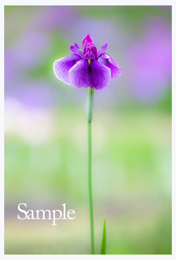 ☆菖蒲の花の写真 〔A4サイズ210X297㎜〕 写真・グラフィック