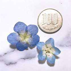 ネモフィラ 青い花  ブルーの花 ドライフラワー 素材 15個 ハーバリウム レジン 素材 3枚目の画像