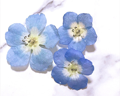 ❁⃘*.ドライフラワーデザインレジンヘアゴム❁⃘*.゜ブラックネモフィラ ❁⃘*.ドライフラワーデザインレジンヘアゴム❁⃘*.゜ブラック