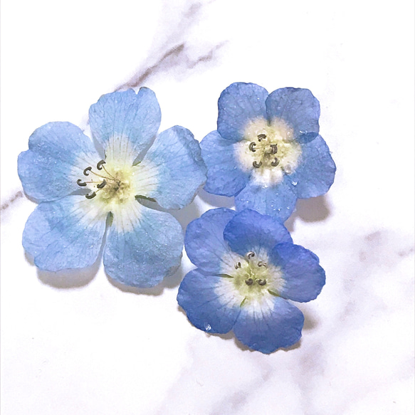 ネモフィラ 青い花 ブルーの花 ドライフラワー 素材 15個 ハー