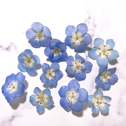 ネモフィラ 青い花  ブルーの花 ドライフラワー 素材 15個 ハーバリウム レジン 素材 2枚目の画像