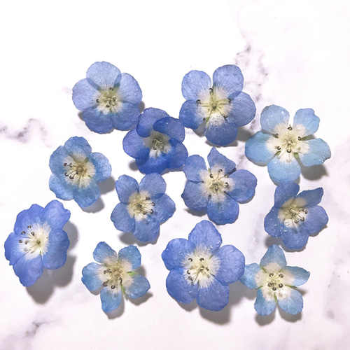 ネモフィラ 青い花 ブルーの花 ドライフラワー 素材 15個 ハーバリウム 