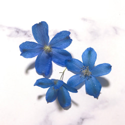 デルフィニウム プデルブルー 綺麗な青い花 ドライフラワー 12個 ハーバリウム レジン 素材 1枚目の画像