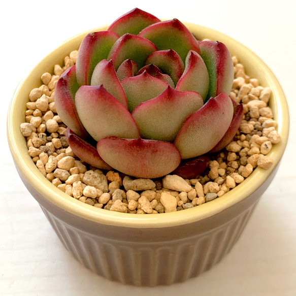 多肉植物　モンブラン モンブラン – 多肉植物の通販・販売サイト tawawa