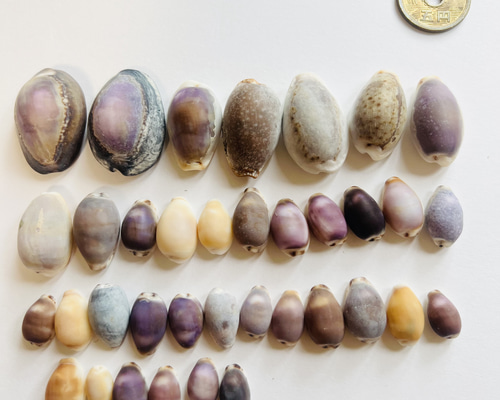 希少超特大(約10cm)天然タカラガイ宝貝(同サイズ3個) 96✖️70✖️56mm