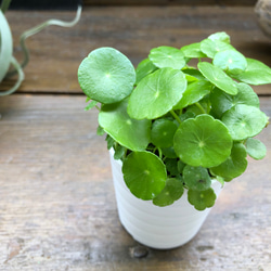 水の中でも育ちます♡ウォーターマッシュルーム♡水生植物♡ずぼらな型に♡ 4枚目の画像