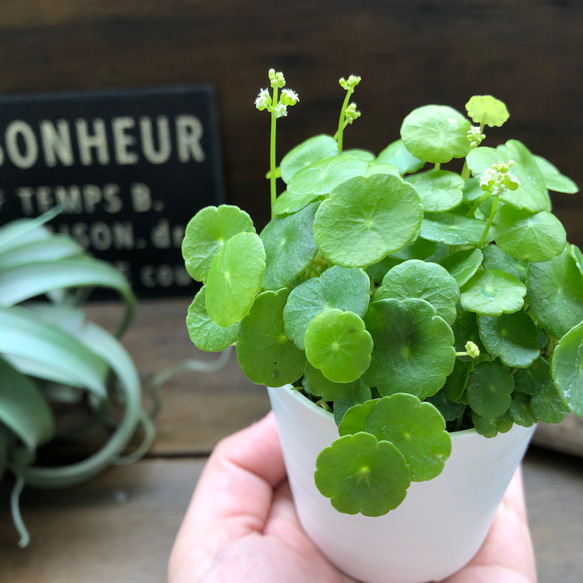 水の中でも育ちます♡ウォーターマッシュルーム♡水生植物♡ずぼらな型に♡ 15枚目の画像