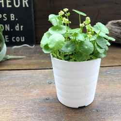 水の中でも育ちます♡ウォーターマッシュルーム♡水生植物♡ずぼらな型に♡ 16枚目の画像