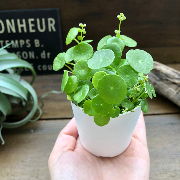 水の中でも育ちます♡ウォーターマッシュルーム♡水生植物♡ずぼらな型に♡ 3枚目の画像