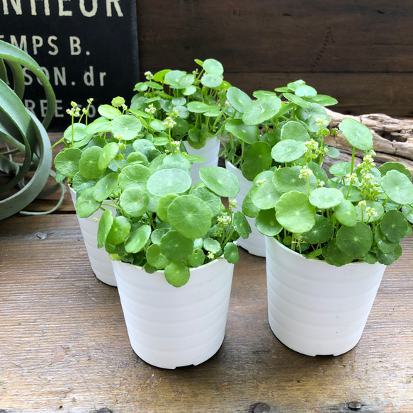 水の中でも育ちます♡ウォーターマッシュルーム♡水生植物♡ずぼらな型に♡ 6枚目の画像