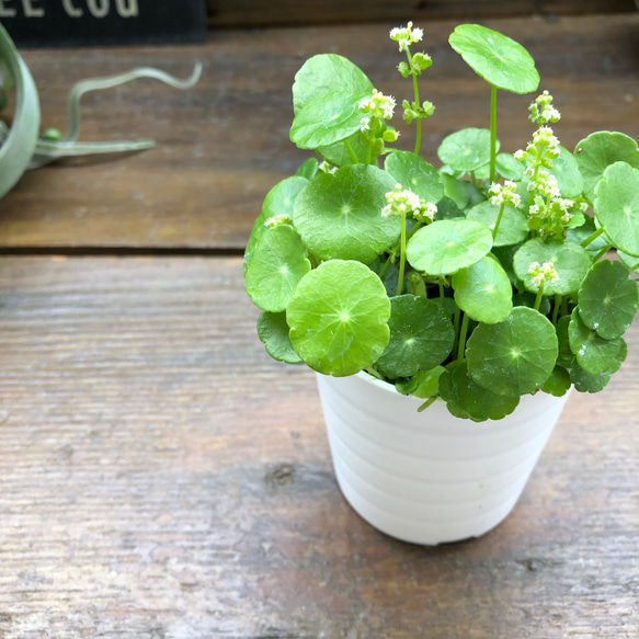 水の中でも育ちます♡ウォーターマッシュルーム♡水生植物♡ずぼらな型に♡ 17枚目の画像