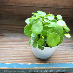 水の中でも育ちます♡ウォーターマッシュルーム♡水生植物♡ずぼらな型に♡ 12枚目の画像