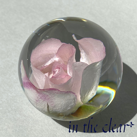 植物標本　薔薇　ピンク　レジン　4センチ球体 5枚目の画像