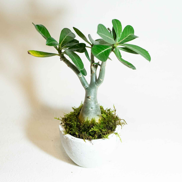 【手のひらサイズの観葉植物】アデニウムとハイゴケ×カモジコケの鉢植え／シンプルな白のモルタル鉢／全国一律送料850円 3枚目の画像