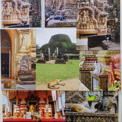 ポストカード（ばら売り）寺院・遺跡の犬猫 3枚目の画像