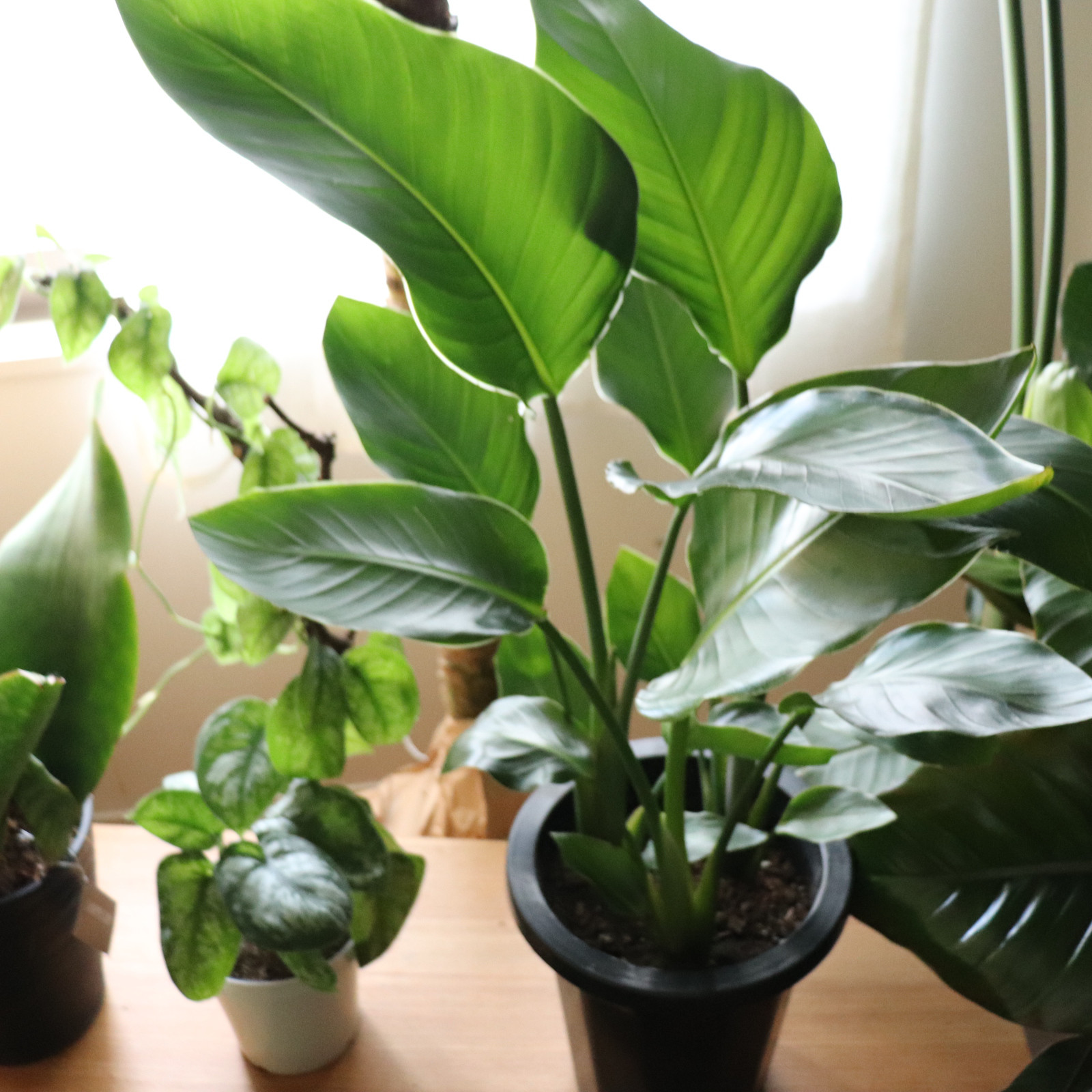 オーガスタ♡大きな観葉植物♡ストレチア♡極楽鳥花