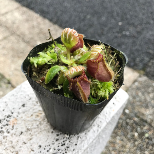 珍種 食虫植物 セファロタス フォリキュラリス その他インテリア雑貨