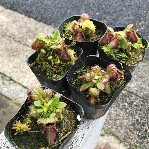 珍種 食虫植物 セファロタス フォリキュラリス その他インテリア雑貨