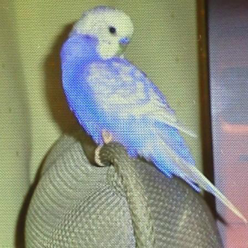 羊毛フェルト セキセイインコ オパーリンブルー 羊毛フェルトのセキセイインコ オパーリン ブルー【オーダーメイド