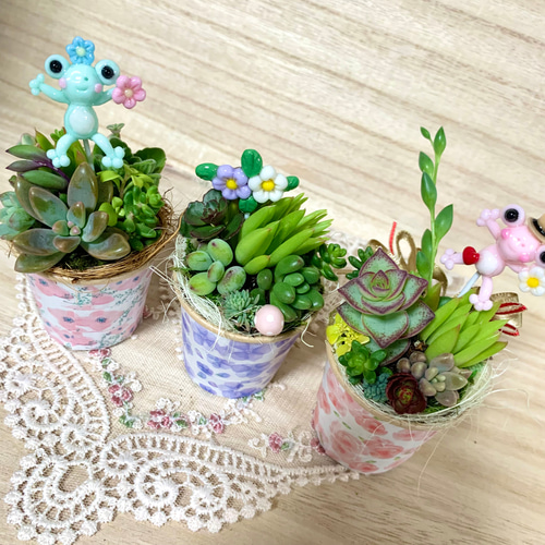 そのまま飾れる〜多肉植物寄せ植え(ハンドメイド)カエルピック 多肉  