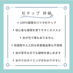 人気作品 小さなパキラ バイオチップ 虫がわかない 清潔 匂わない ハイドロカルチャー エコスギ使用 観葉植物 室内 6枚目の画像