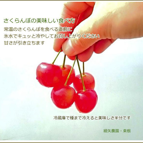 6月中旬～ 佐藤錦*東根のさくらんぼ 800g入り 果物（フルーツ） 細矢