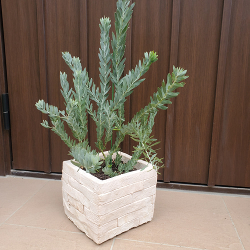 花芽付き　アカシア　ブルーブッシュ　レンガ風石膏鉢植え　苗 可愛い♪ 苗 レンガ調石膏鉢植え 観葉植物 アカシアブルーブッシュ 常緑樹