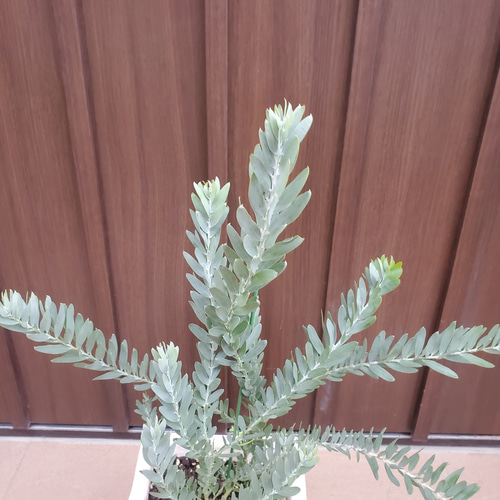 可愛い♪ アカシアブルーブッシュ 観葉植物 レンガ調石膏鉢植え