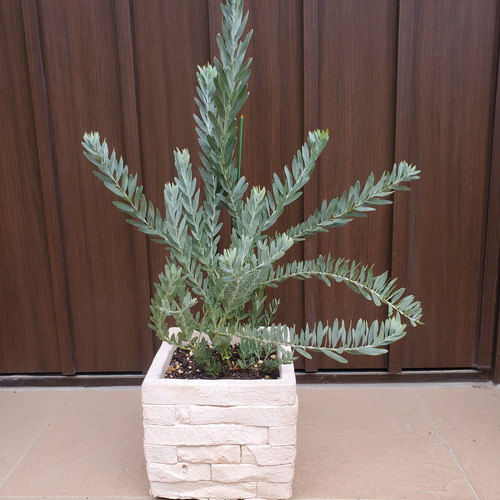 憧れの 可愛い♪ レンガ調石膏鉢植え 観葉植物 アカシアブルーブッシュ 常緑樹