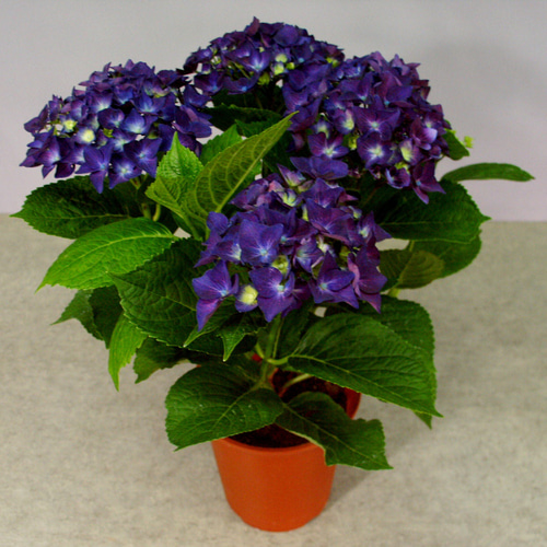 アジサイ 中型鉢植え 青紫と緑色の花（アジサイ ロイヤル