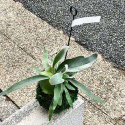 幹極太 オリーブの木 ルッカ SOUJU 8号 その他インテリア雑貨 PLANTS