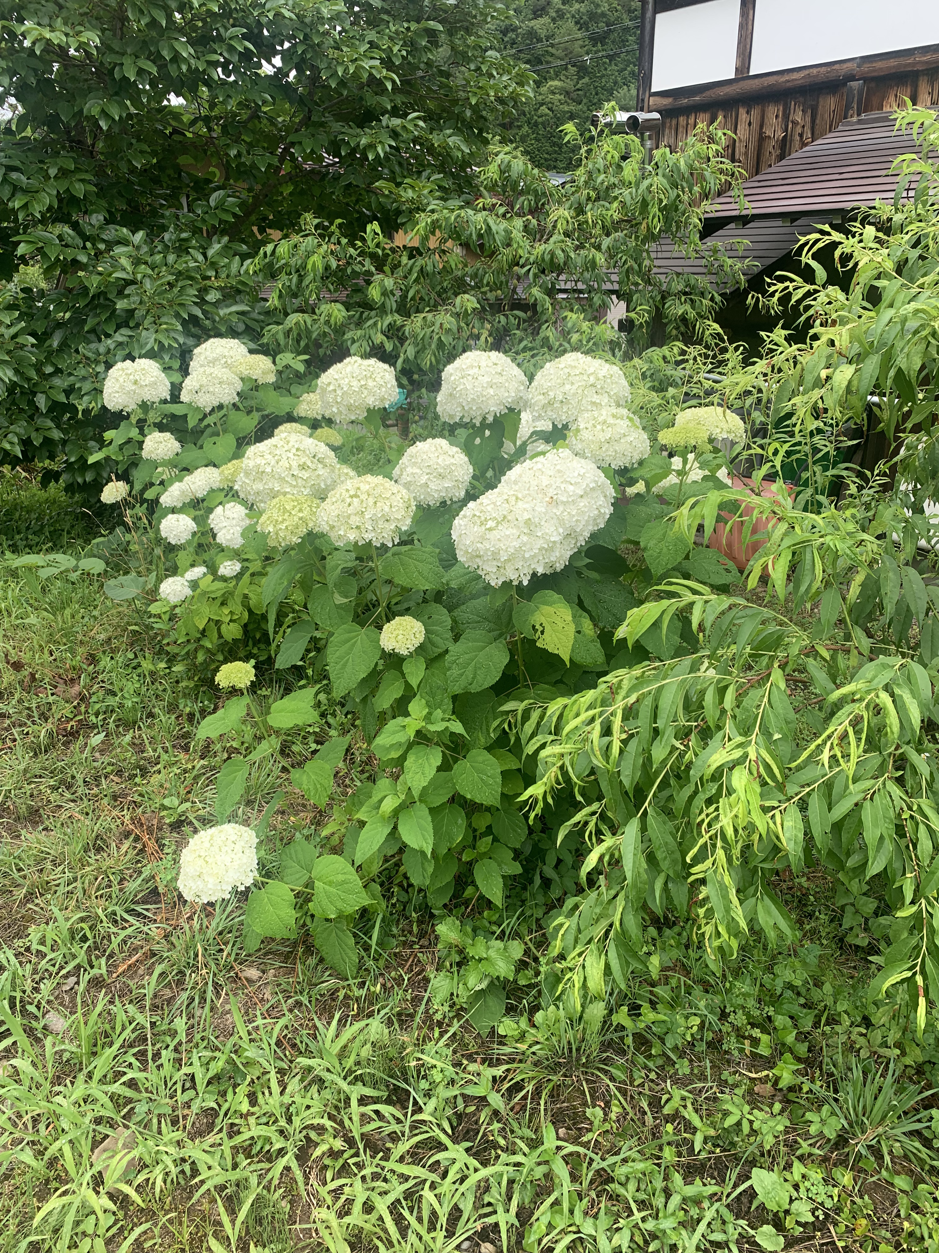 7月紫陽花アナベルのお話【告知】