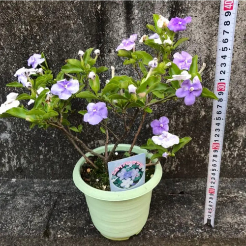 時間指定可能】芳香花♡ アメジストフレグランス♡ニオイバンマツリ