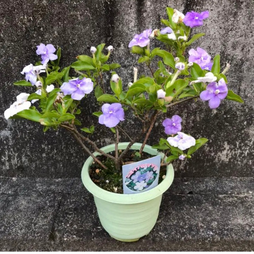 時間指定可能】芳香花♡ アメジストフレグランス♡ニオイバンマツリ